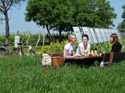 WeinWegGols, Schauweingarten