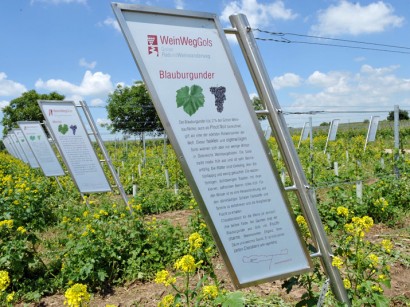 WeinWegGols, Schauweingarten